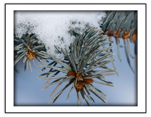 Seasonal Collection - Winter